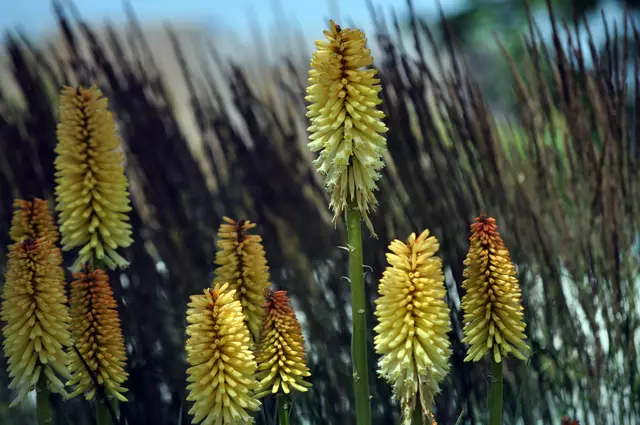 Fackellilien | Foto: Daniela Somers