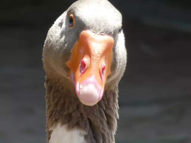 Ja, ich hab auch einen schönen Schnabel - für meine Fotokünste ein weitaus besseres Motiv als ein herumschwirrender Schmetterling. Babette war die Ruhe selbst :-). | Foto: sigischlottke