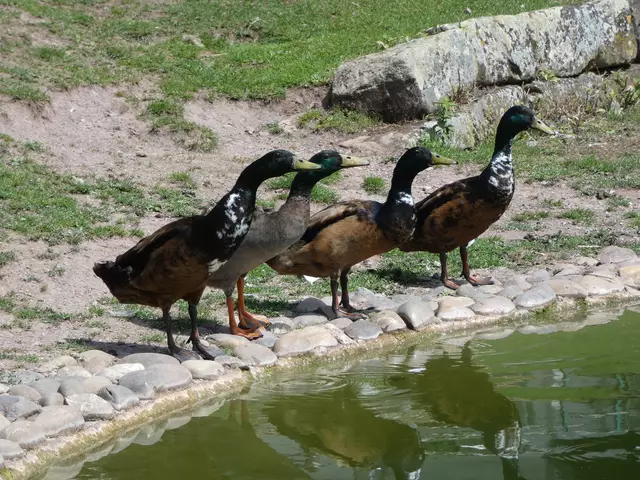 Die Laufenten sind wirklich im Laufschritt am kleinen See angekommen. Erstmal gucken, was da Sache ist.  | Foto: sigischlottke