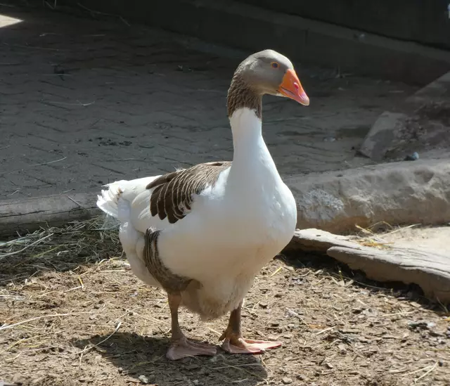Das ist sie - vielleicht heißt sie Babette. Der Name würde mir für sie gefallen.  | Foto: sigischlottke
