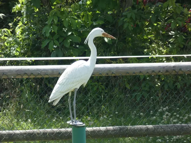Dieser Reiher saß unten am See. Im ersten Augenblick haben wir uns wirklich täuschen lassen :-) - von weitem sah er ganz echt aus. Hat sich dann aber nicht bewegt. | Foto: sigischlottke
