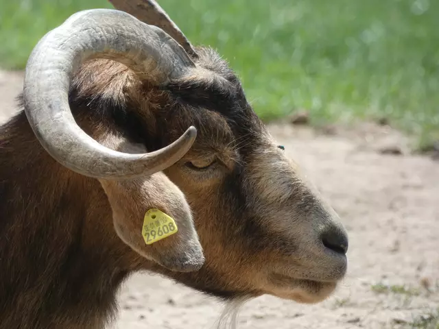 Ein stolzer Ziegenbock.  | Foto: sigischlottke