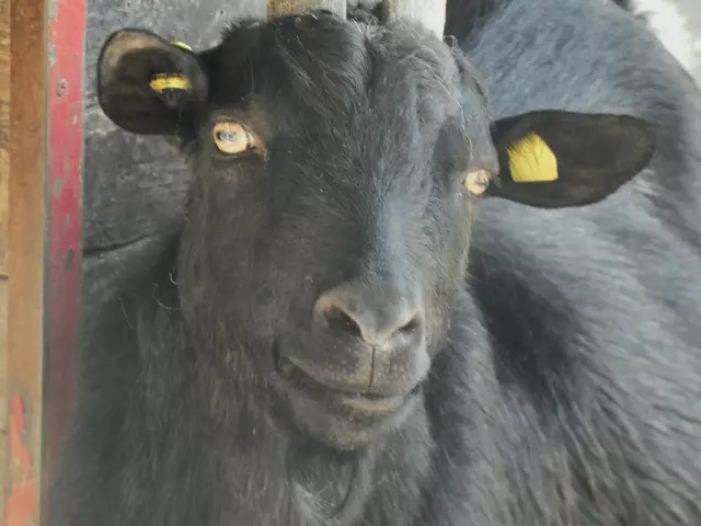 Hier sieht man gut, dass die Ziege horizontale Schlitzpupillen hat. Sie ermöglichen ihr einen besseren Überblick.    | Foto: sigischlottke