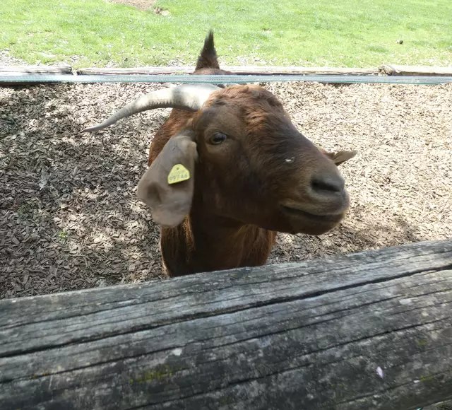 Neugierig kommt die Ziege her.  | Foto: sigischlottke
