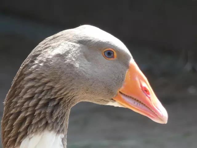 Oh, diese Gans hat es mir angetan - so eine Hübsche.  | Foto: sigischlottke
