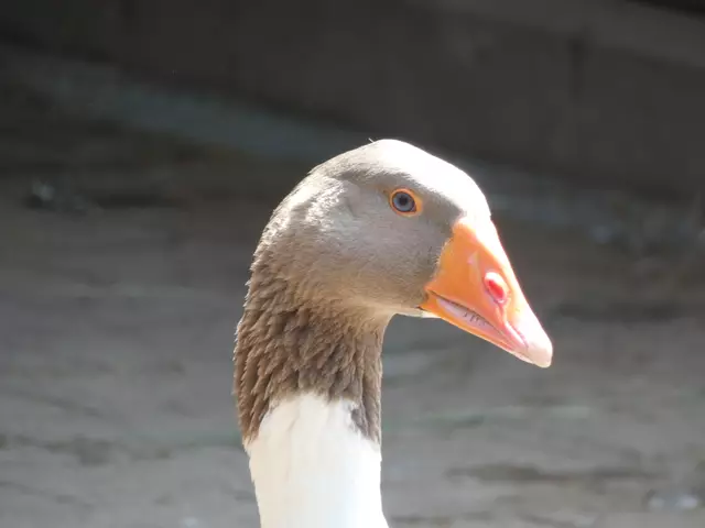 Babette schaut sehr aufmerksam und lässt sich offensichtlich gerne fotografieren.  | Foto: sigischlottke