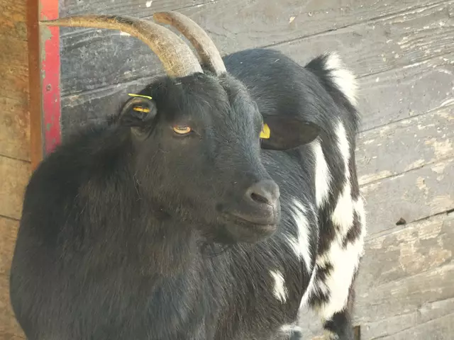Dieser Ziegenbock sah ganz ungewöhnlich aus.  | Foto: sigischlottke