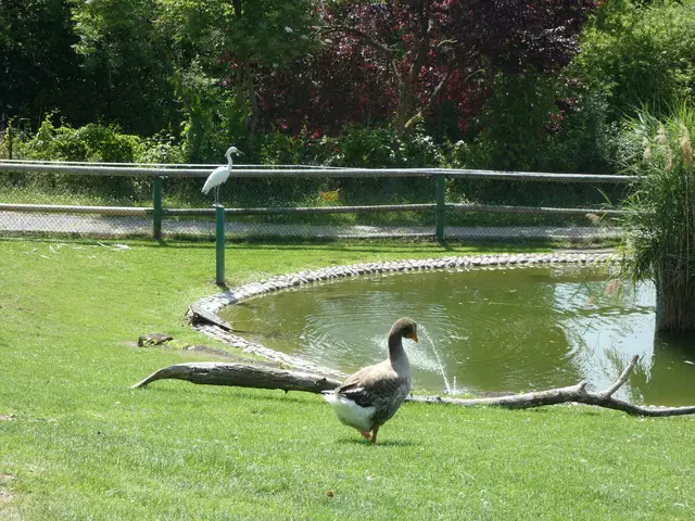 Die Gans geht gemächlich zum kleinen See: "ich nehm dann mal ein kühles Bad". Der unbewegliche Reiher schaut gelassen zu.  | Foto: sigischlottke