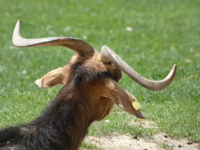 Das Gehörn dieser Ziege ist sehr kunstvoll geschwungen.  | Foto: sigischlottke