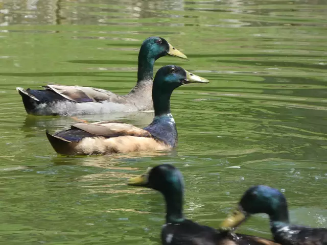 Da könnte man ewig schwimmen, das kühle Wasser von unten und die Sonne von oben genießen.  | Foto: sigischlottke