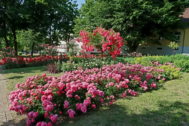 Foto: Eduard Warenik