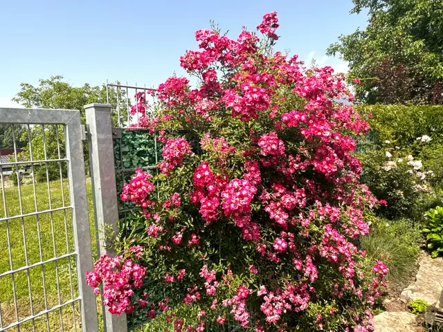 Foto: Heide Böllinger aus Bad Friedrichshall