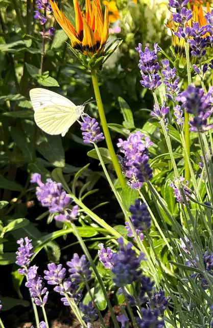 Foto: Heide Böllinger aus Bad Friedrichshall
