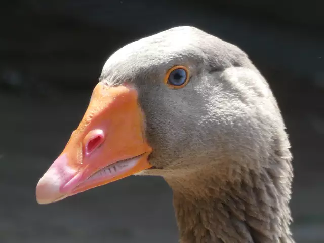 Eine ganz arg hübsche Gans. Mich faszinieren immer deren blaue Augen.  | Foto: sigischlottke