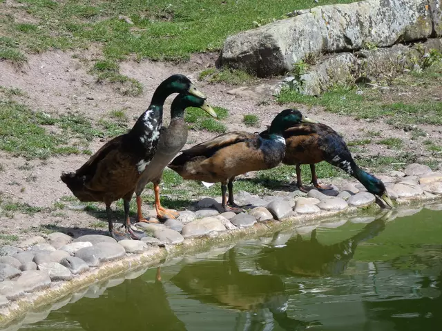 Sie sind quietschfidel und wollen auch ins kühle Nass. Aber erstmal einen Schluck nehmen und dann geht's rein ins Vergnügen.  | Foto: sigischlottke