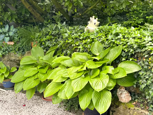 Foto: Heide Böllinger aus Bad Friedrichshall