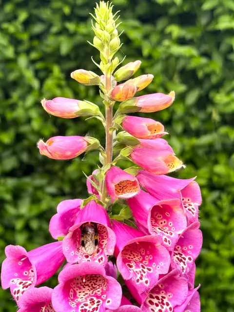 Foto: Heide Böllinger aus Bad Friedrichshall