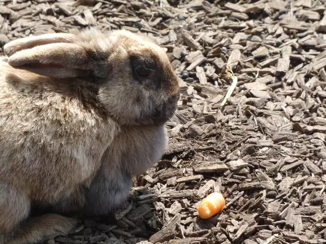 Und zwischen all den großen Tieren ein kleines Häschen.  | Foto: sigischlottke