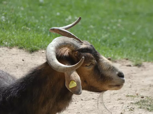Das sieht schon sehr imposant aus.  | Foto: sigischlottke