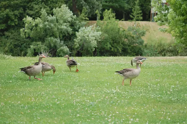 Die jungen Graugänse sehen fast schon aus wie die Eltern. Erkennungsmerkmal: nicht beringt. | Foto: Heidrun Rosenberger