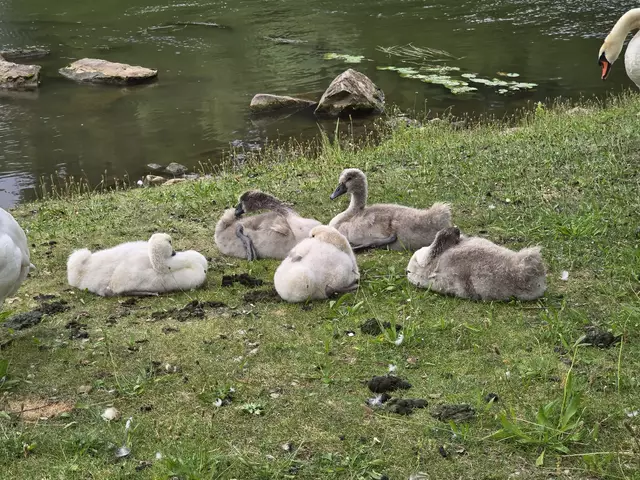 wie "schwanengross" sie schon sind. | Foto: Heidrun Rosenberger