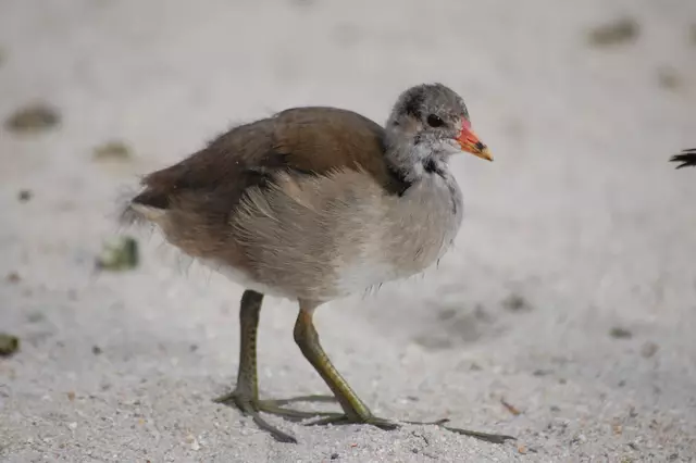 Foto: Heidrun Rosenberger