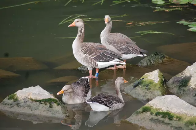 Foto: Heidrun Rosenberger