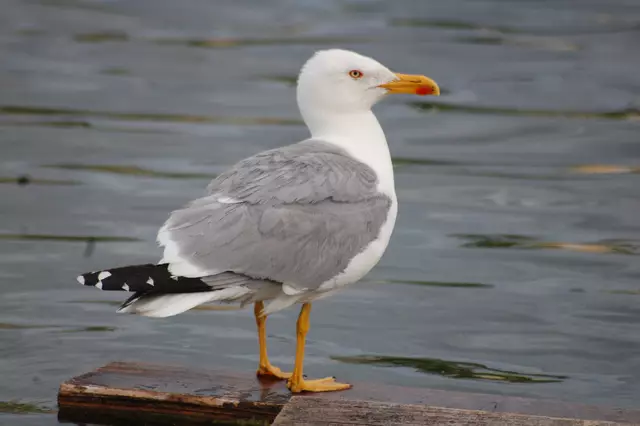 Im Grunde genommen ein schöner Vogel.... | Foto: Heidrun Rosenberger