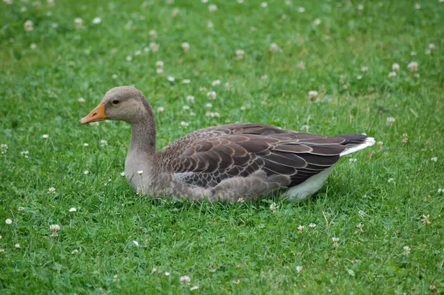 Foto: Heidrun Rosenberger