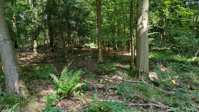 sommerlicher Wald | Foto: Johannes Vafiadis