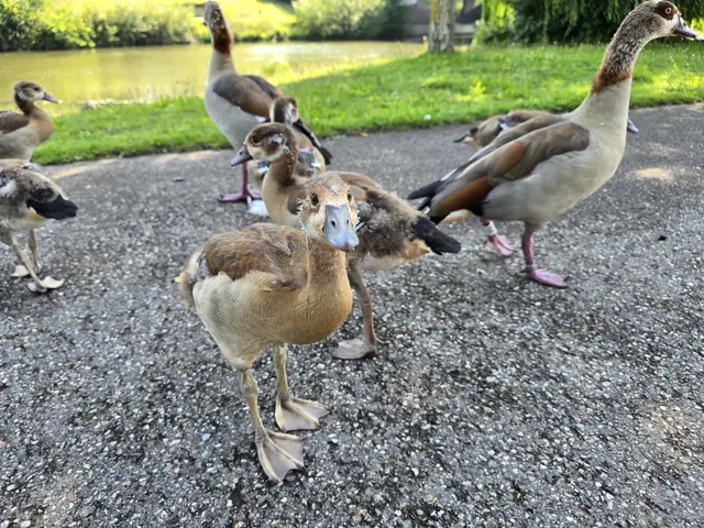 Frech sind sie auch. | Foto: Heidrun Rosenberger