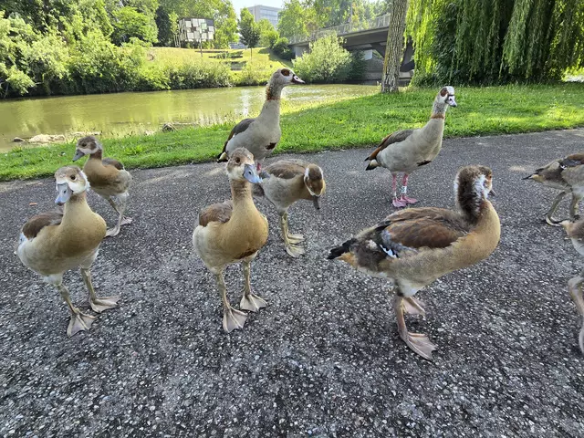 Die kleinen Nilgänse ganz ohne Scheu. | Foto: Heidrun Rosenberger