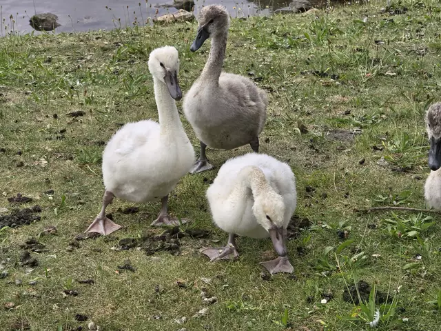 Hier war ich wirklich verblüfft, wie gross die Schwanenjungen schon sind. | Foto: Heidrun Rosenberger