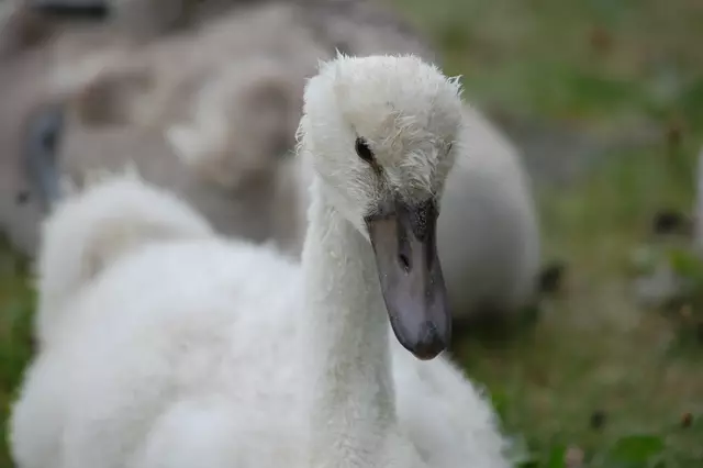 Foto: Heidrun Rosenberger