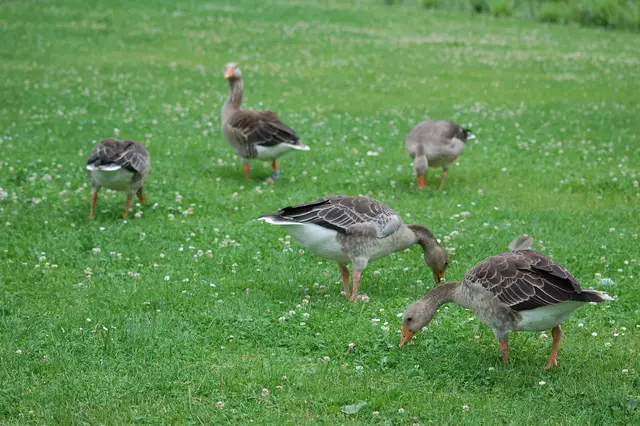Foto: Heidrun Rosenberger