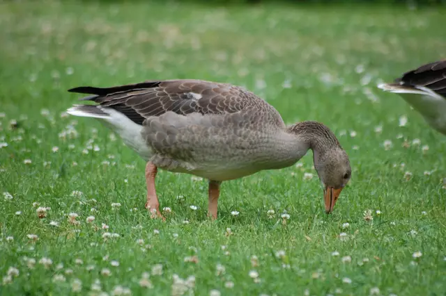 Foto: Heidrun Rosenberger