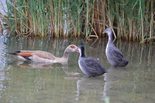 Foto: Heidrun Rosenberger