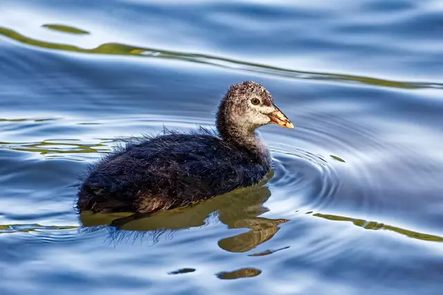 Blässhuhn-Junges
 | Foto: WKY