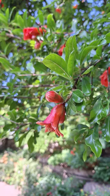 Ein Granatapfelbaum mit Blüten und Früchten | Foto: bekannt