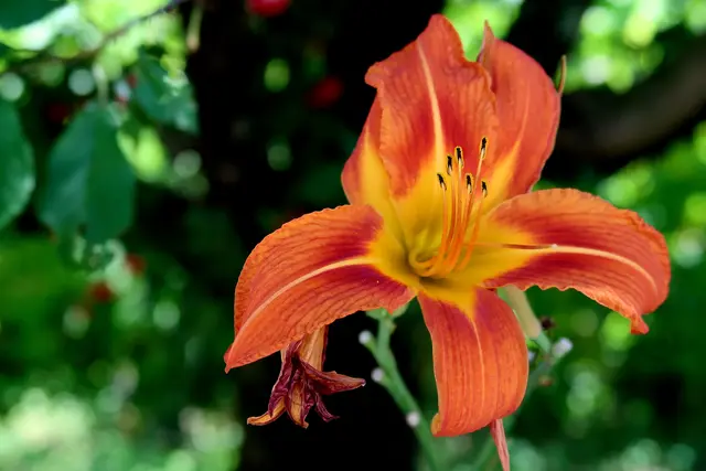 Foto: Eduard Warenik