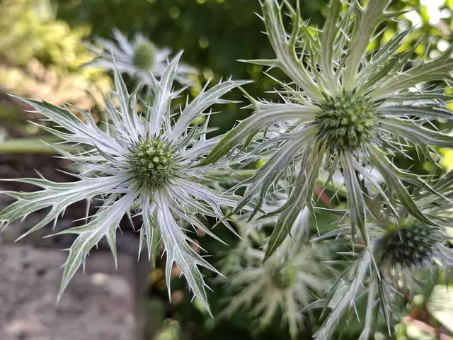 Stachelig aber wunderschön😍🌞 | Foto: Ralf Röser