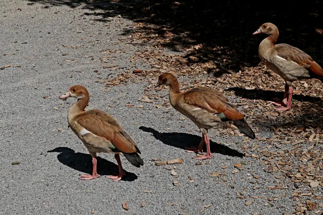 Junge Nilgänse  | Foto: Eduard Warenik