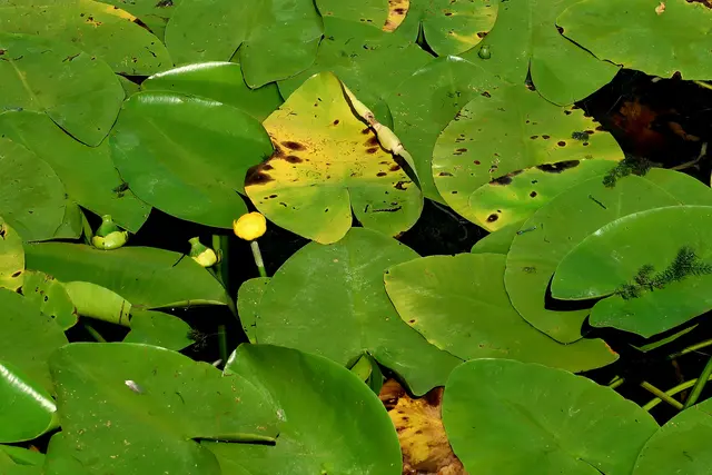 Foto: Eduard Warenik