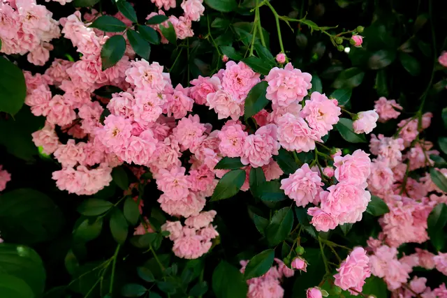 Foto: Eduard Warenik