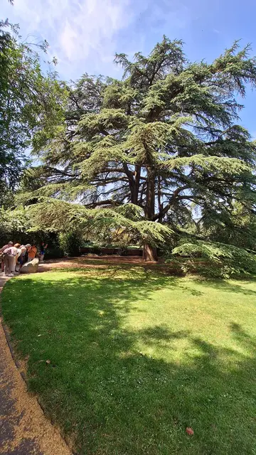 Die gewaltige Libanonzeder im Schlosspark | Foto: bekannt