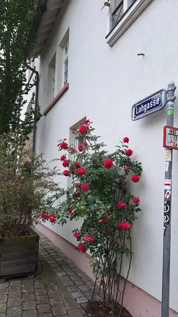 Im Gerberviertel | Foto: bekannt