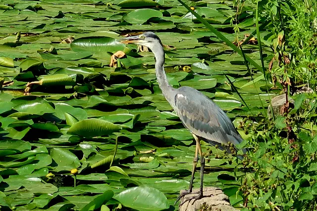 Graureiher  | Foto: Eduard Warenik