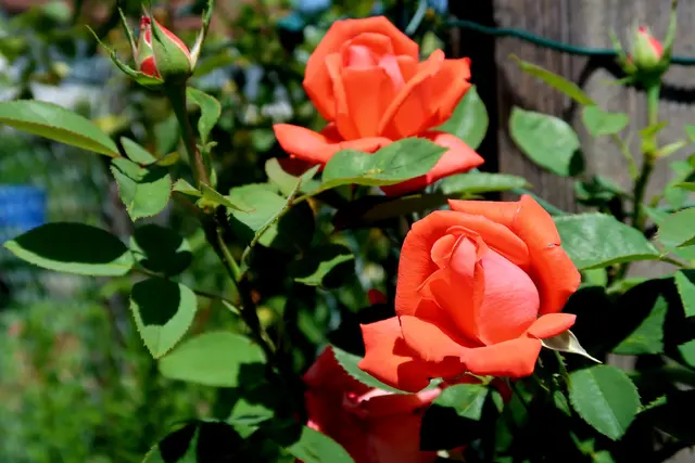 Foto: Eduard Warenik