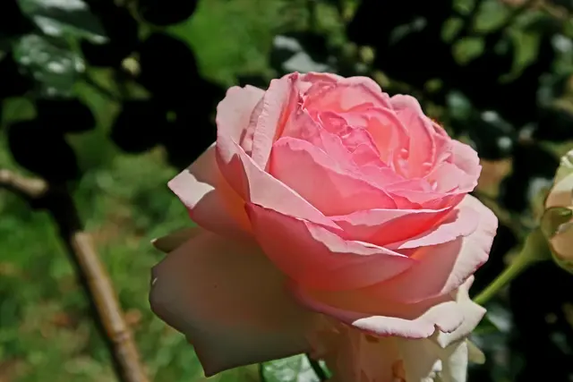 Foto: Eduard Warenik