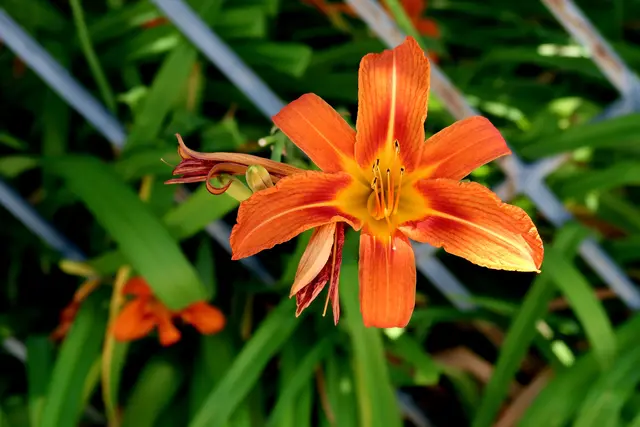 Foto: Eduard Warenik